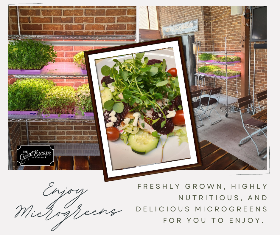 freshly grown and harvested microgreens are now available 